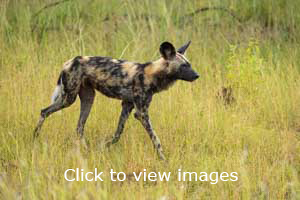 slideshow