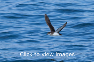 Click to start slideshow