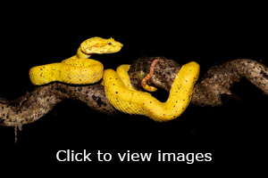 slideshow