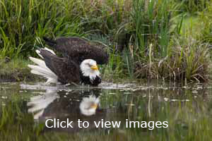 Click to start slideshow