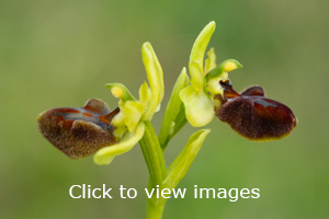 slideshow