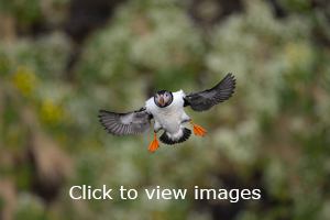 slideshow