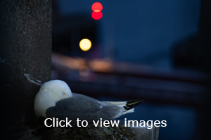 slideshow