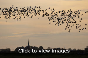 slideshow