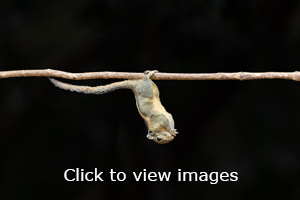slideshow
