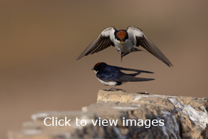 slideshow