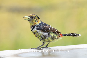 slideshow